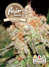 Jack Herer - 5 feminizowanych nasion Fair