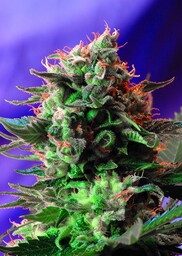 Jack 47 - Nasiona feminizowane 5 szt. Sweet