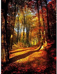 Wee Blue Coo Jesienny las słońce pomarańczowy artystyczny