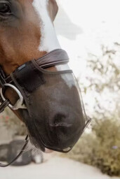 Kentucky Horsewear Siatka na nos Anti Fly -