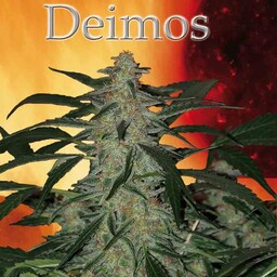 Deimos - autoflower nasiona Nasiona Buddy