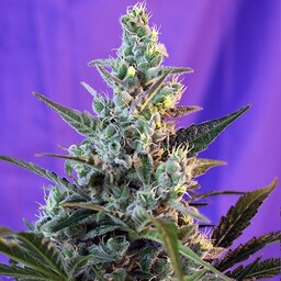 Sweet Skunk Auto - 3 nasiona słodkich nasion