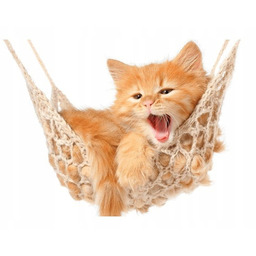 60x40cm Obraz Kotek jego hamak ścienna