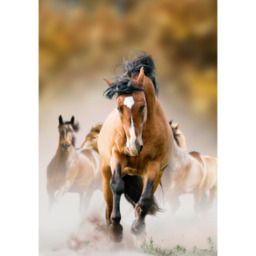 Obraz 100 x 70 cm Koń