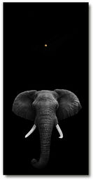 Zegar ścienny cichy Słoń afrykański