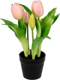 Flair Flower Sztuczne tulipany w doniczce, prawdziwe