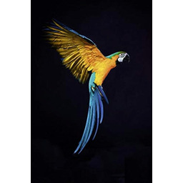 Obraz na szkle akrylowym papuga lot 40 x