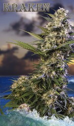 Kraken - 5 feminizowanych nasion nasion Buddy