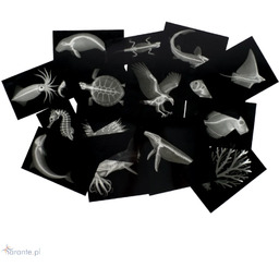 Rentgeny Wielkiej Rafy Koralowej - dopasowywanie