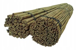 Tyczka bambusowa 150 cm 24/26 mm /10 szt/