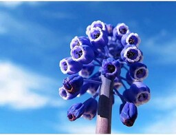 Winogrona hiacynt Muscari niebieski kwiat makro sztuka nadruk
