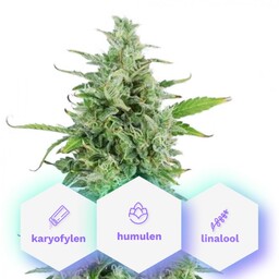 AutoMagnum - 5 sztuk automatycznie kwitnących nasion Cannapio