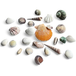 PARENCE.- Real Shell Mix - Dekoracja akwarium