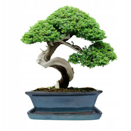 Donica Do Bonsai Z Podstawką Ceramiczna Szkliwiona Turkusowa