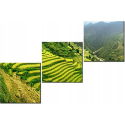 60 90cm obraz 3 elem Pola ryżowe Mu