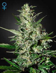 Super Critical Auto - Nasiona Autoflowering 10 szt