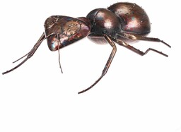 Metalowa dekoracja ogrodowa Ant, 33 x 23 x