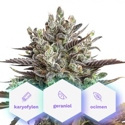 Infinity CBD - 5 sztuk feminizowanych nasion Cannapio