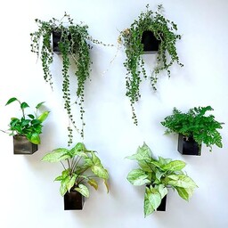 LaLaGreen Doniczka ścienna 6 sztuk, 10 cm kwadratowa