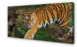 Obraz na płótnie Tygrys las