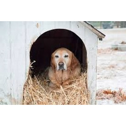 Słoma Legowisko Do Budy, Ściółka Dla Królika Kur,