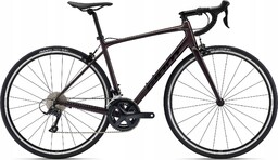 Giant contend 1 rosewood 2024