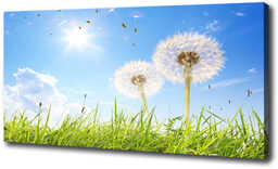 Foto obraz canvas Dmuchawce