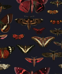 Tapeta Butterflies Navy Blue Wallcolors