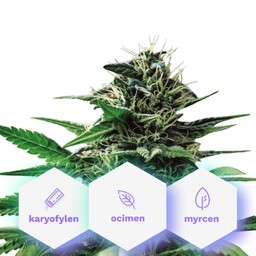 Pure Mountains CBD - nasiona feminizowane Cannapio Premium