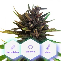 Auto Purple CBD - nasiona samokwitnące Cannapio Premium