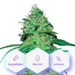 Johana CBD - nasiona feminizowane Cannapio Premium 5