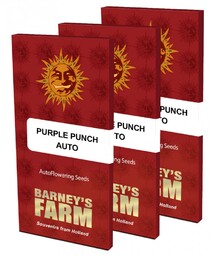 Purple Punch Auto - nasiona samokwitnące 3 szt