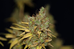 Badazz Cookies OG - nasiona feminizowane 5 szt.