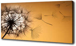 Foto obraz canvas Dmuchawiec