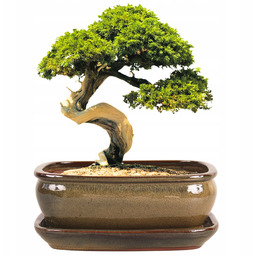 Donica Do Bonsai Z Podstawką Ceramiczna Szkliwiona Zielona
