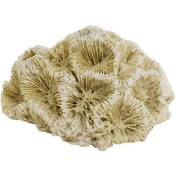 Nobby Aqua Ornaments koral 6,8 x 6,3 x