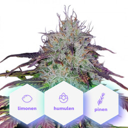 CBD Blueberry (1:16) - nasiona feminizowane 10 szt