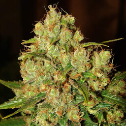 Master Kush - nasiona feminizowane 5 szt Nirvana