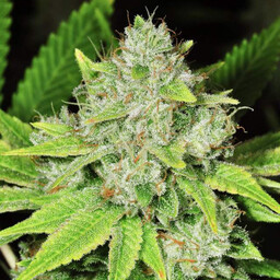 Original Glue Auto - nasiona marihuany autoflowering 5