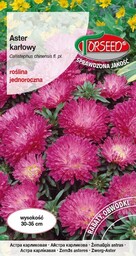 Aster karłowy Pinokio mieszanka 0,5g