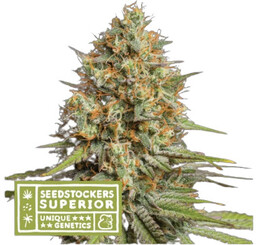 Triton Biscotto Lime Auto - nasiona marihuany autoflower