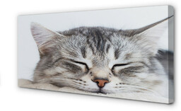 Obraz na płótnie Śpiący kot