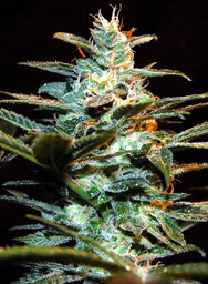 NYC Diesel - nasiona feminizowane 3 szt Sweet