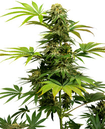 Black Harlequin CBD - nasiona feminizowane 3 szt.,