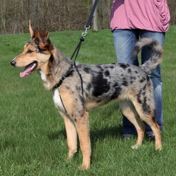 Szelki treningowe Trixie Easy Walk 2,5 cm/33