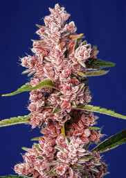 Tropicanna Poison F1 FAST - nasiona feminizowane 3