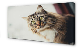 Obraz na płótnie Kot maine coon
