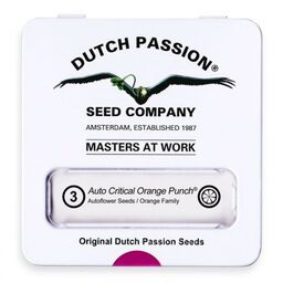 Nasiona konopi CBD Dutch Passion - CBD Auto