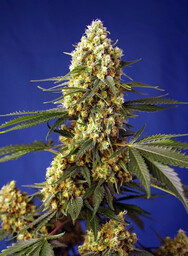Strawberry Banana Gelato XL Auto - nasiona feminizowane