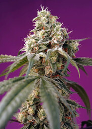 Bruce Banner XL Auto - nasiona feminizowane 3